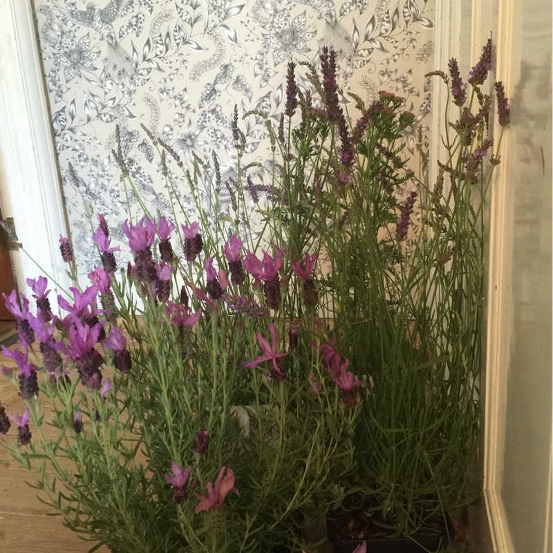 Lavender (Species) Lavender stoechas