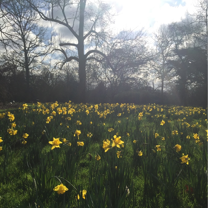 Daffodil