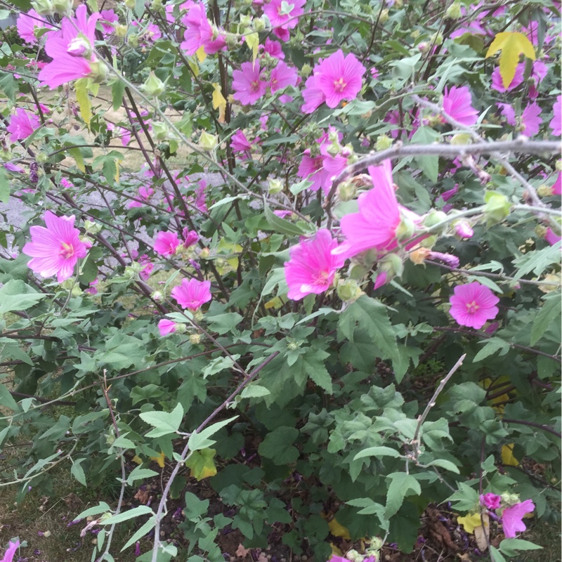 Tree Mallow Burgundy Wine