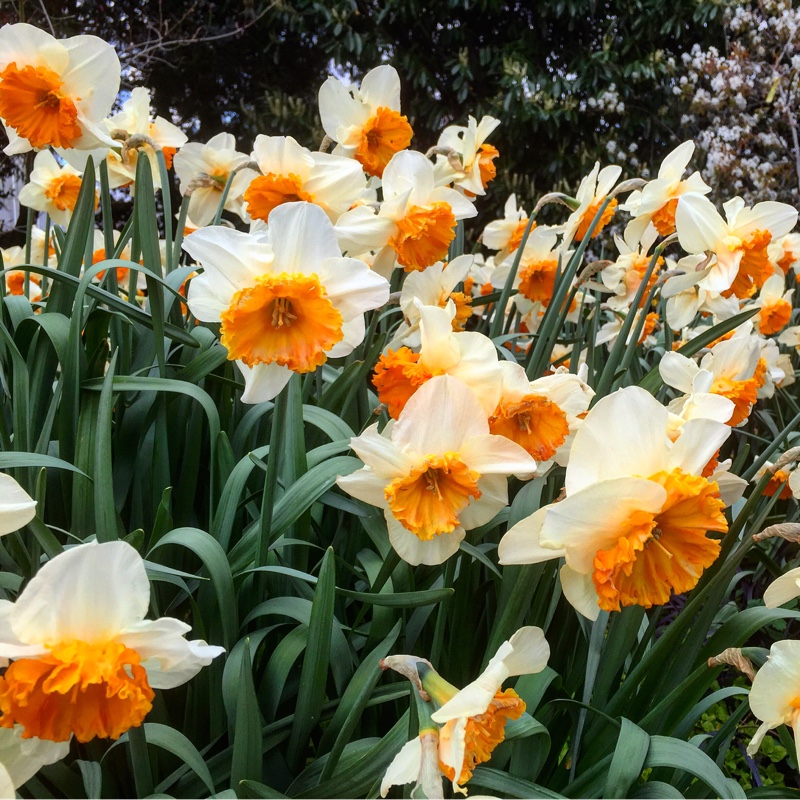 Daffodil