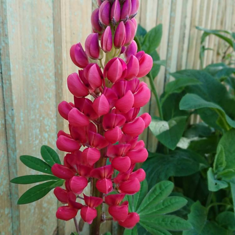 Plant image Lupinus 'Beefeater'