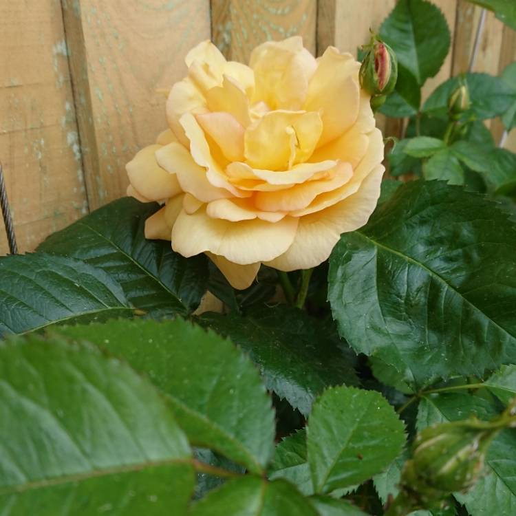 plant image 714098