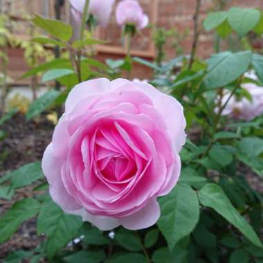 Rosa 'Ausmixture' syn. Rosa 'Olivia Rose Austin'