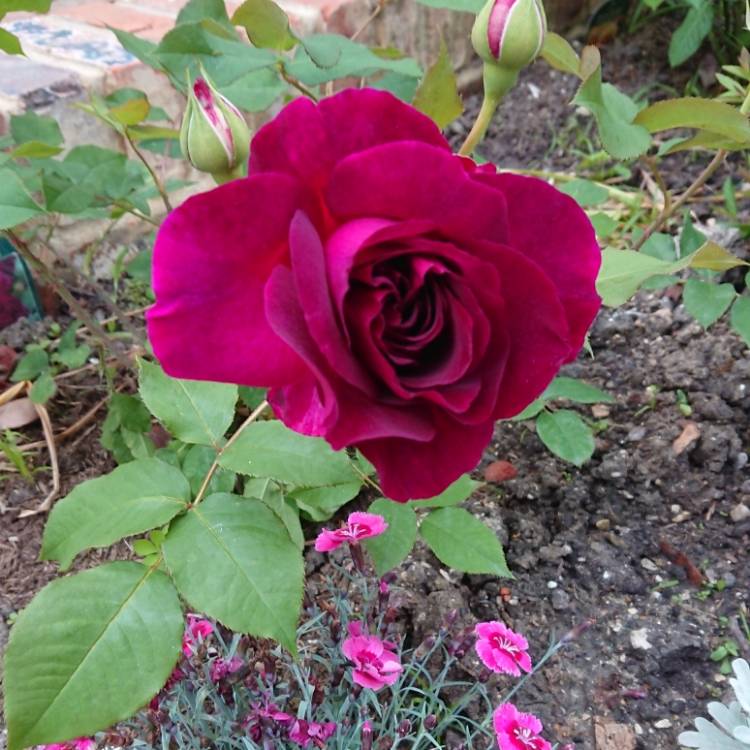 plant image 729963