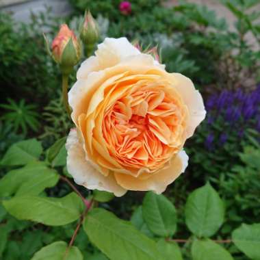 Rose 'Crown Princess Margareta' (Shrub)