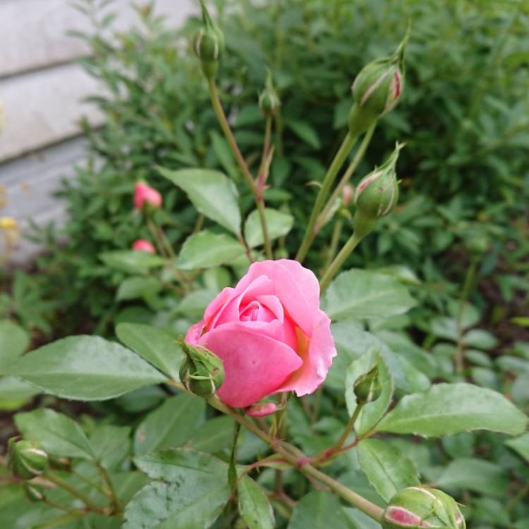 plant image 729966