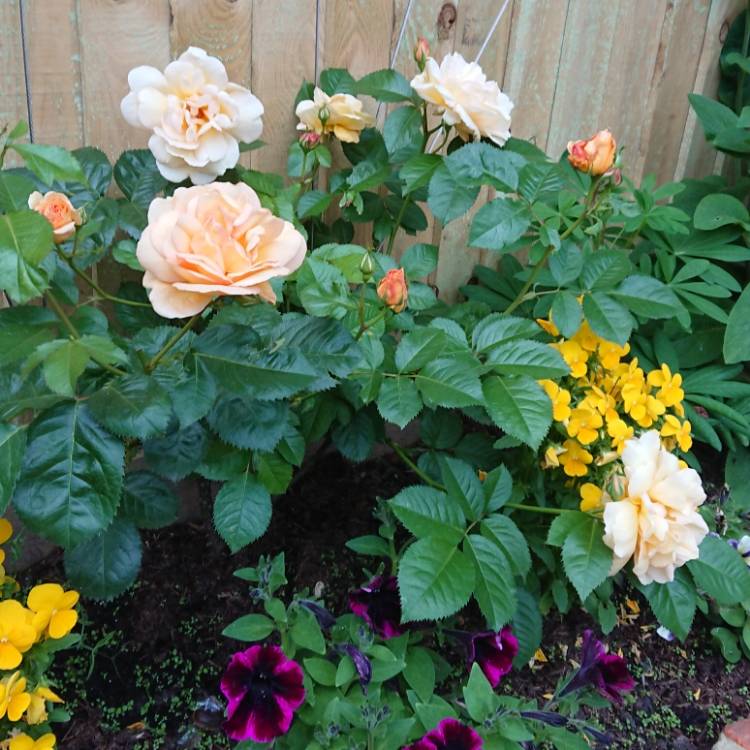 plant image 729972