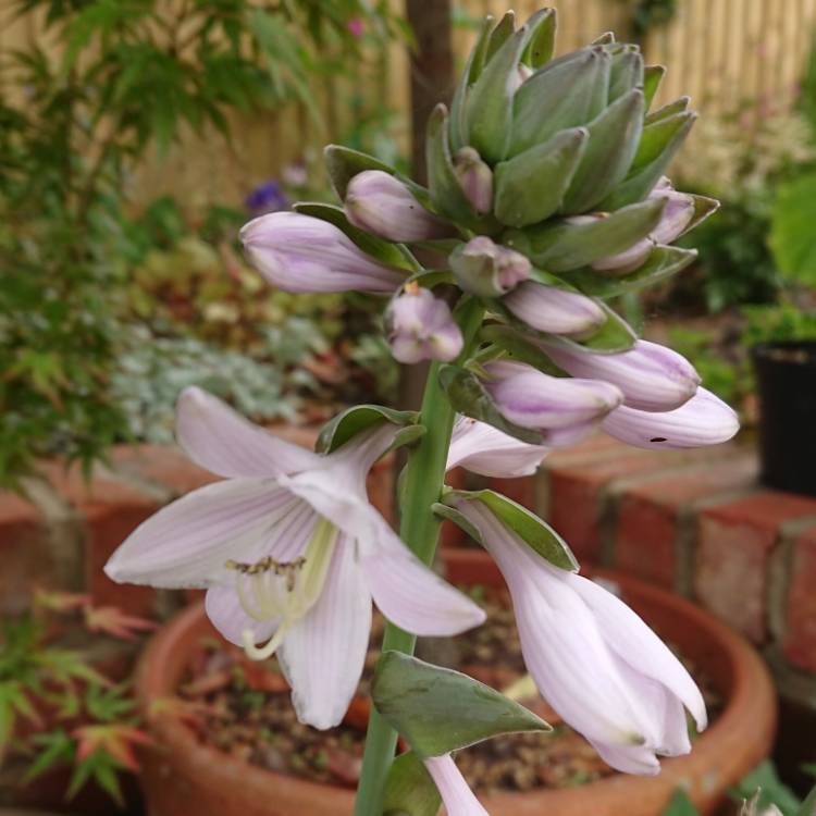 plant image 751869