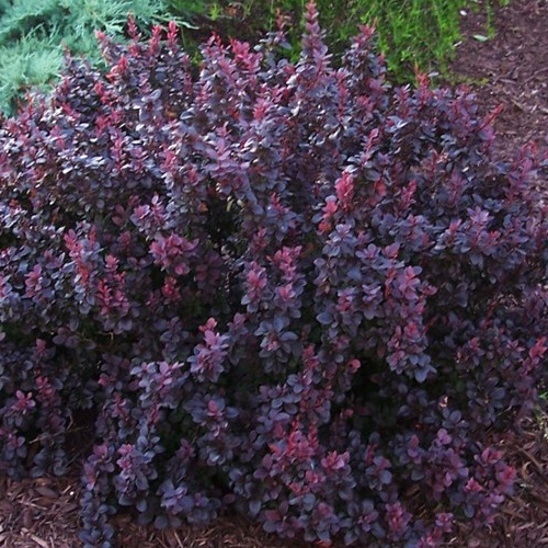 Plant image Berberis thunbergii atropurpurea 'Nana'