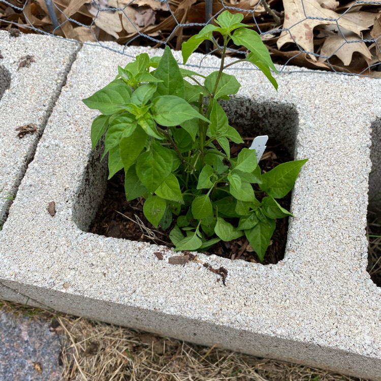 plant image 1590342