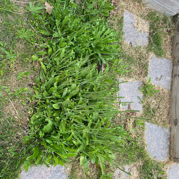 Plant image Plantago major