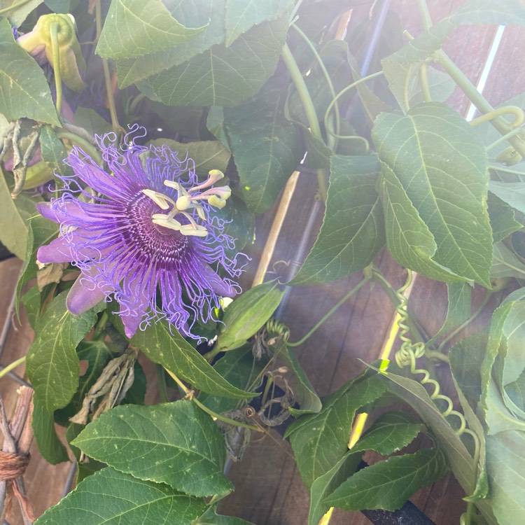 plant image 1595743