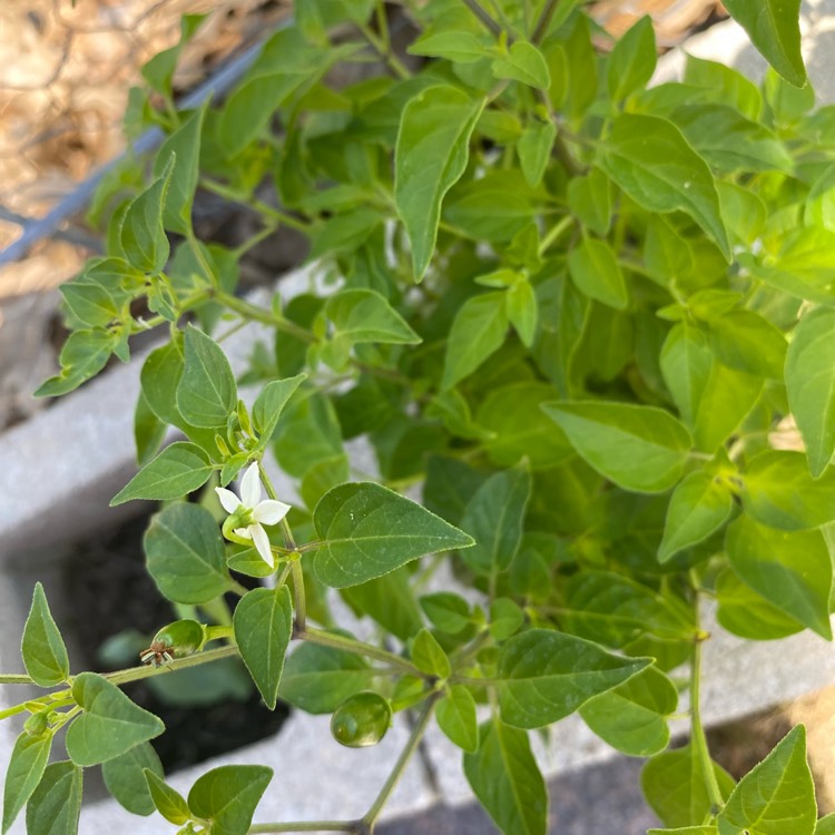 plant image 1595748