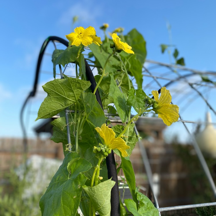 plant image 1611582