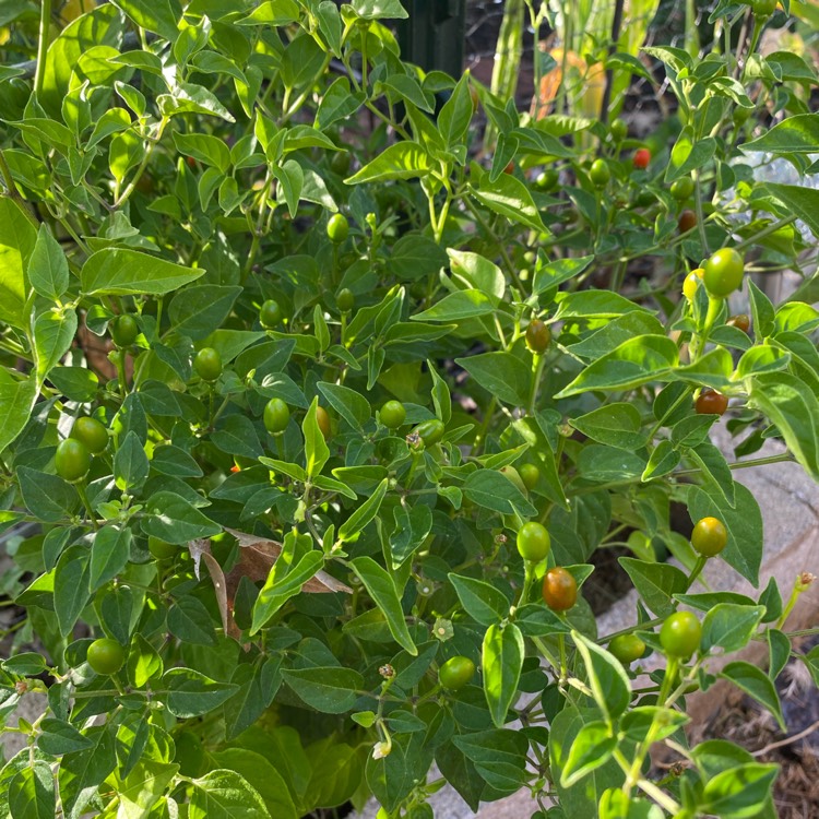 plant image 1611593