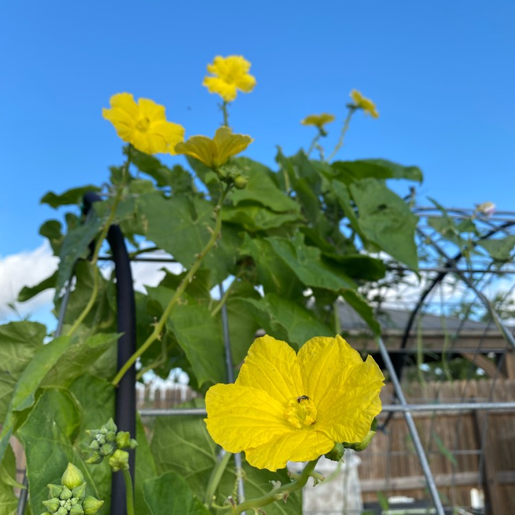 Plant image Luffa aegyptiaca