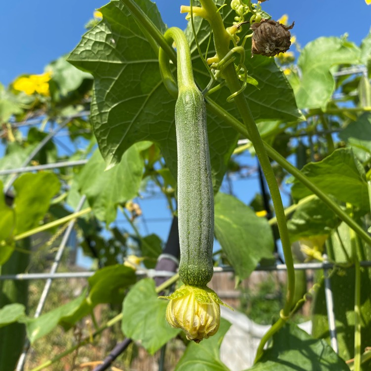 plant image 1626798
