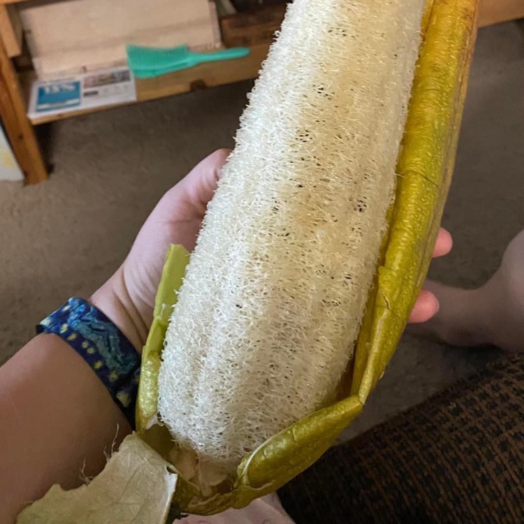 Plant image Luffa aegyptiaca
