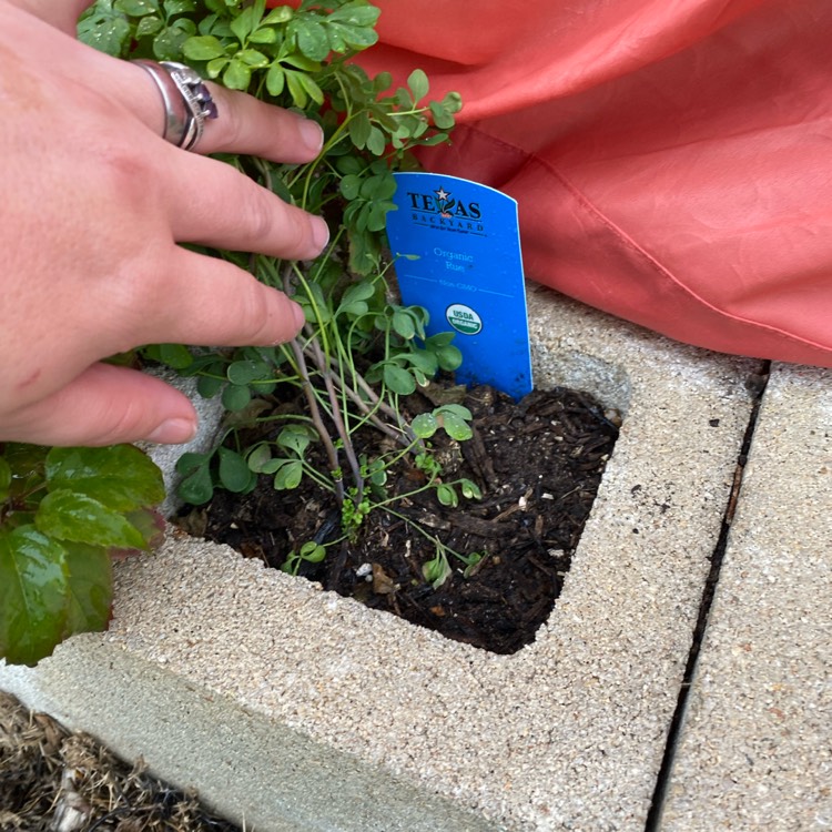 Plant image Ruta graveolens 'Jackman's Blue'
