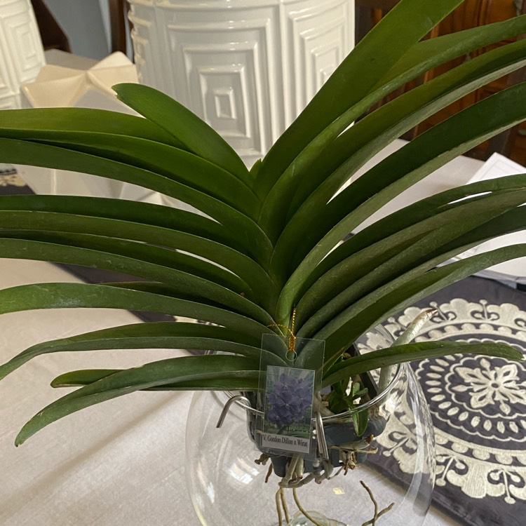 Plant image Vanda