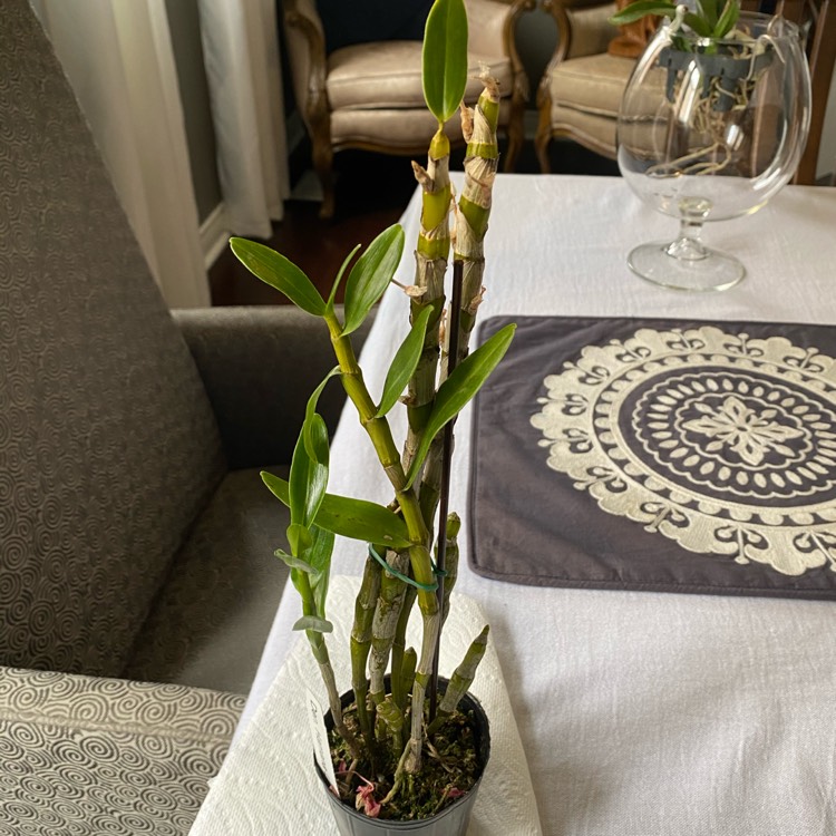 plant image 1291471