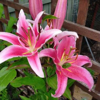 Kay's garden