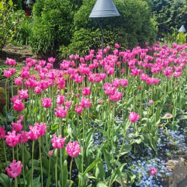 Kay's garden