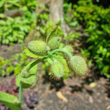 Kay's garden