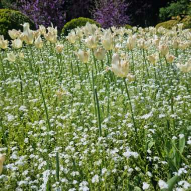 Kay's garden