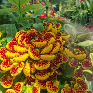 Kay's garden