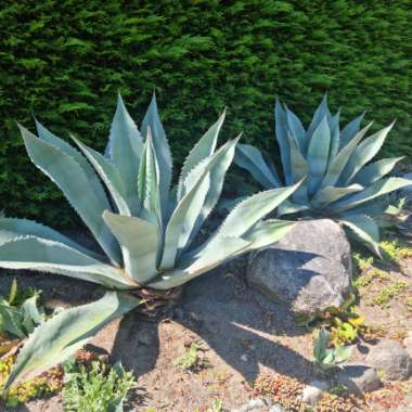 Kay's garden