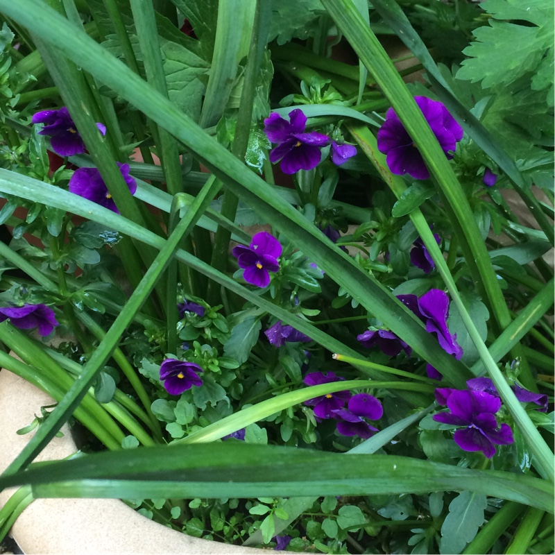 Horned Pansy 'Rocky Mickey'
