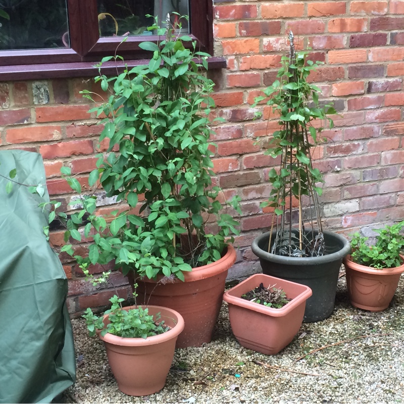 plant image 106617