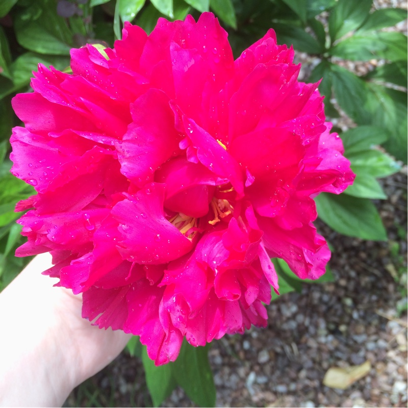 Peony