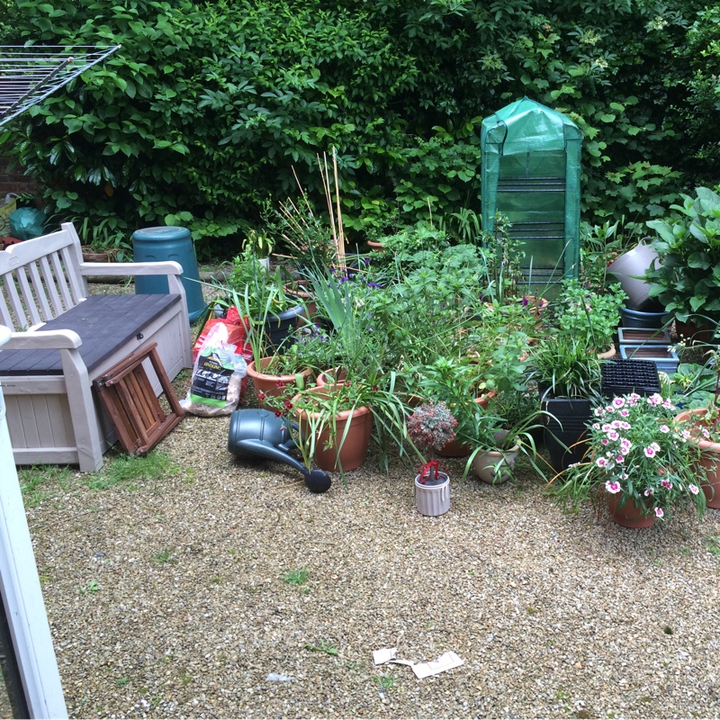 Kay's garden