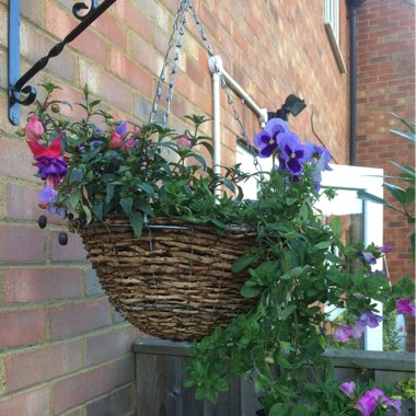Kay's garden