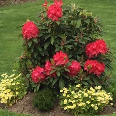 Karen's garden