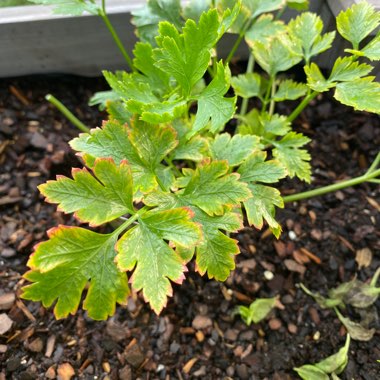 Italian Parsley 'Gigante'