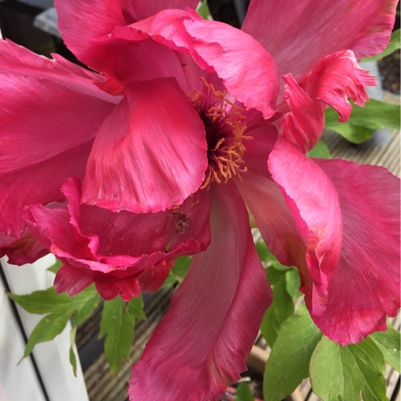 Plant image Paeonia delavayi