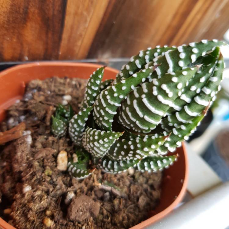 plant image 657549