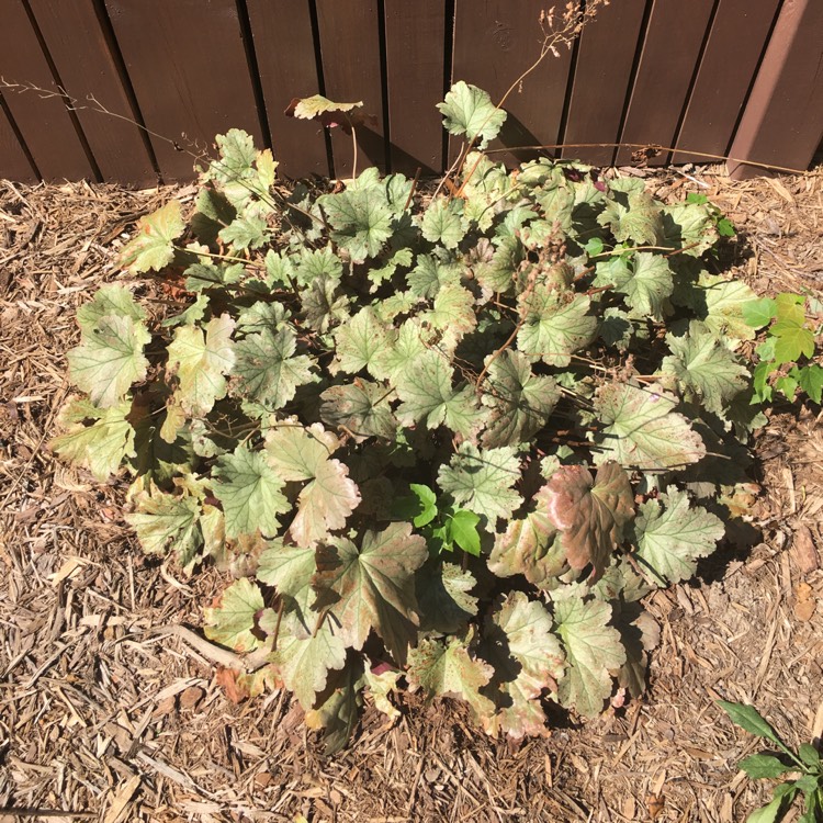 plant image 537193