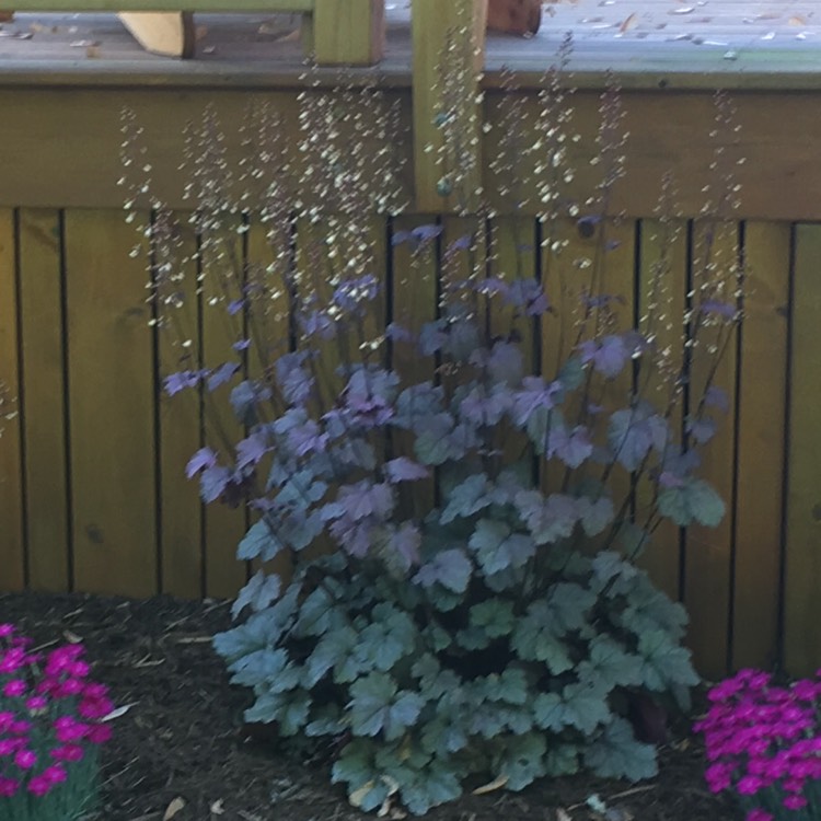 plant image 537212