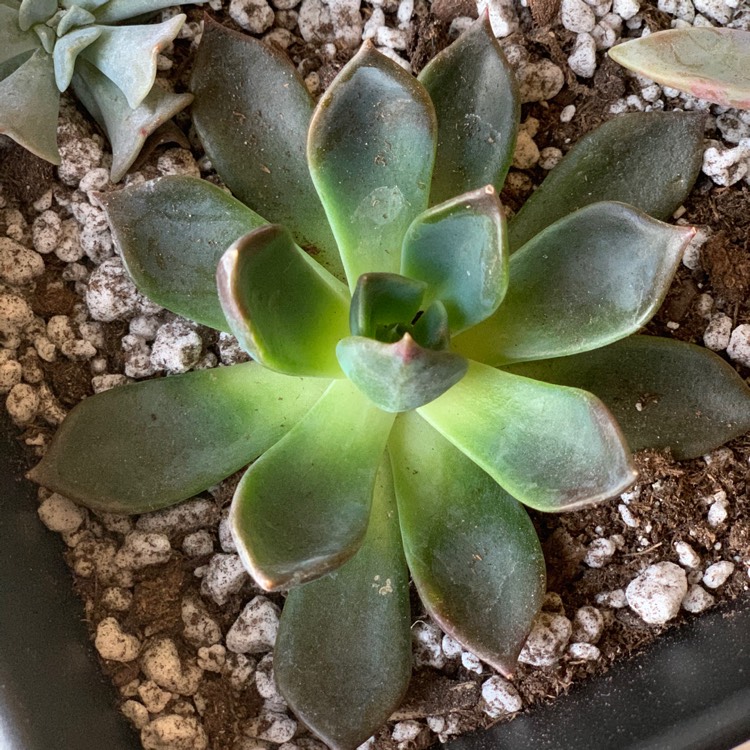 Plant image Echeveria Dark Moon