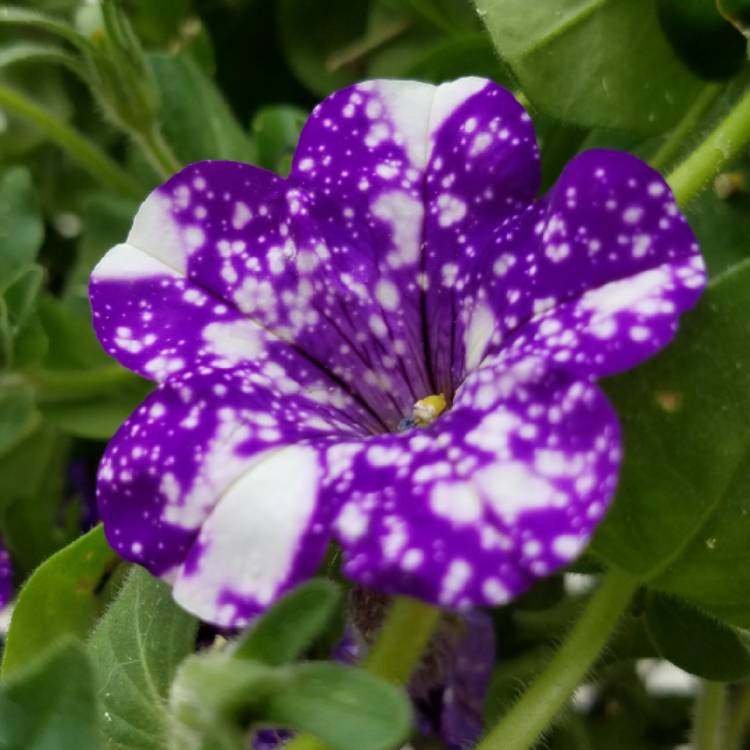 plant image 707392 plant image 707392