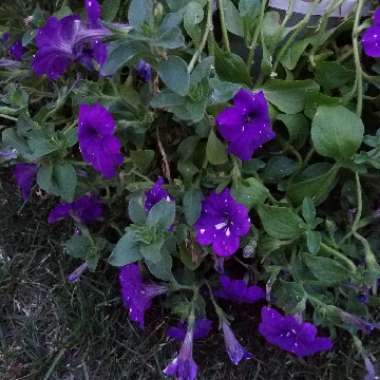 Petunia 'Night Sky'