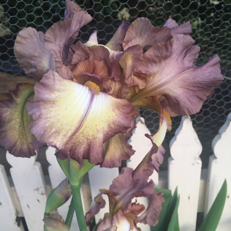 Plant image Iris x germanica 'Copper Classic'
