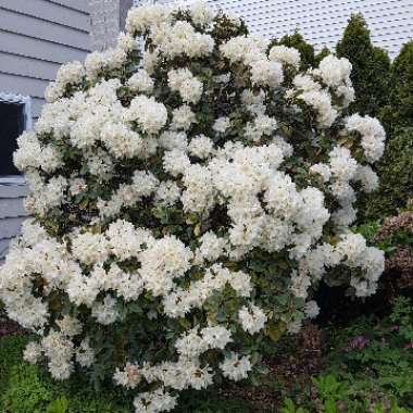 Rhododendron