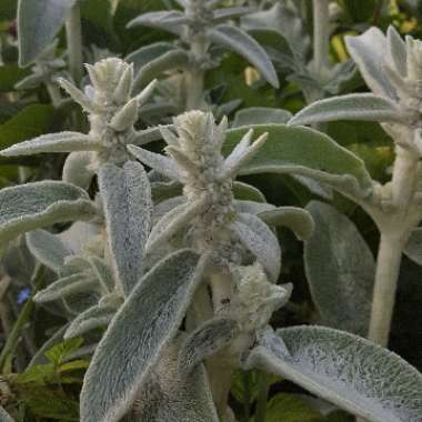 Lamb's Ear