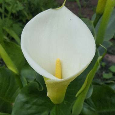 Calla Lily