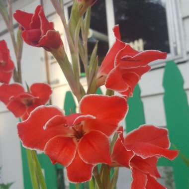 Gladioli